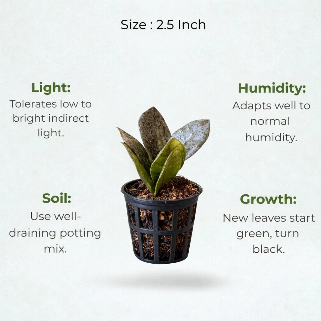 Rare Black ZZ Plant Sapling (1pc)
