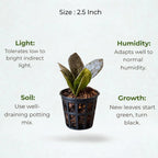 Rare Black ZZ Plant Sapling (1pc)