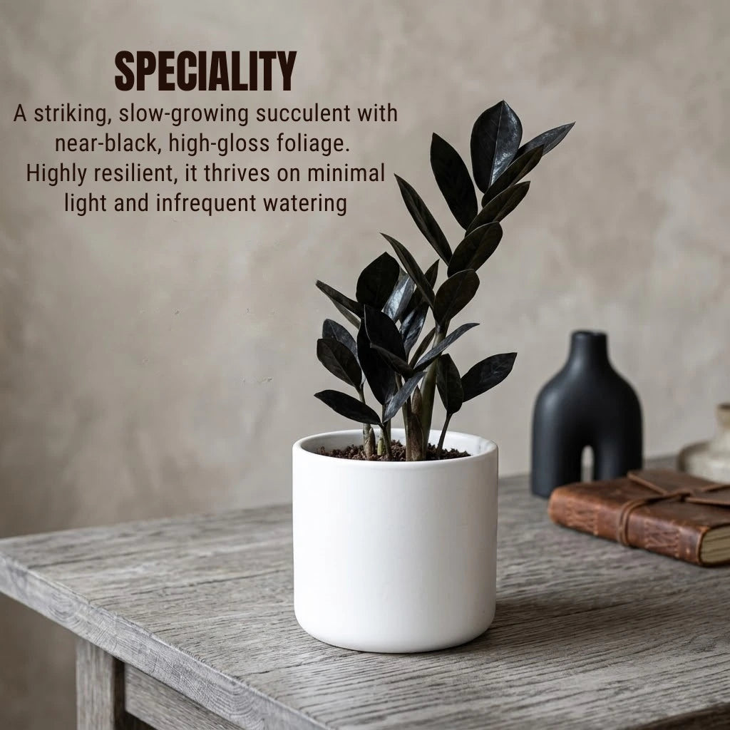 Rare Black ZZ Plant Sapling (1pc)
