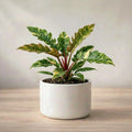 Ring of Fire Variegated Plant Sapling (1Pc)