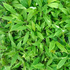 Ring of Fire Variegated Plant Sapling (1Pc)