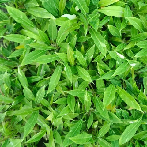 Ring of Fire Variegated Plant Sapling (1Pc)