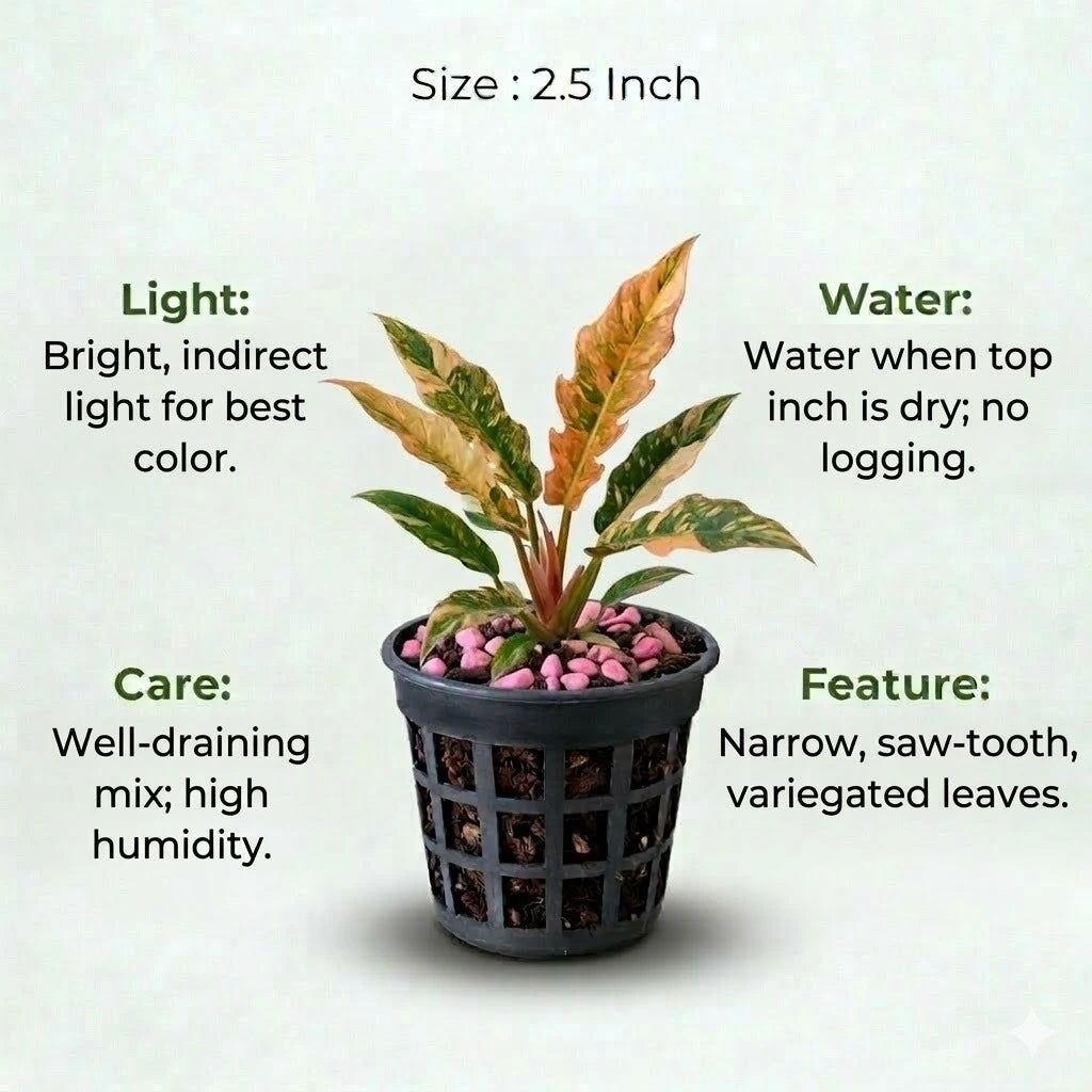 Ring of Fire Variegated Plant Sapling (1Pc)