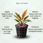 Ring of Fire Variegated Plant Sapling (1Pc)