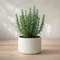Rosemary Plant Sapling (1pc)