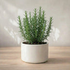 Rosemary Plant Sapling (1pc)