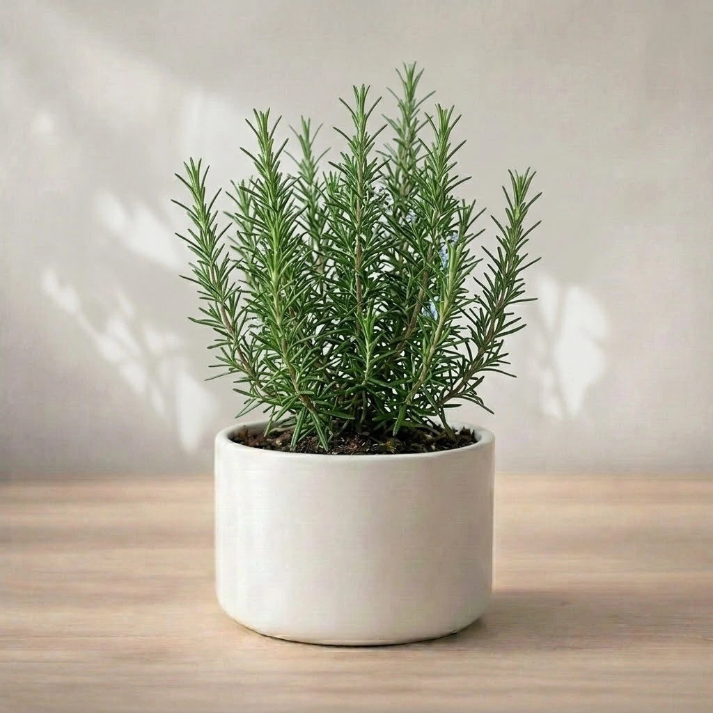 Rosemary Plant Sapling (1pc)