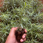 Rosemary Plant Sapling (1pc)