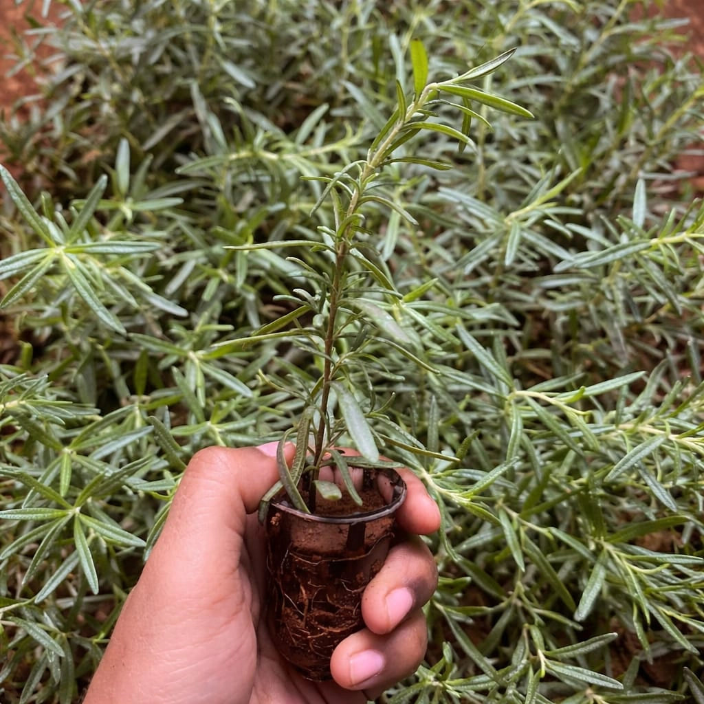Rosemary Plant Sapling (1pc)