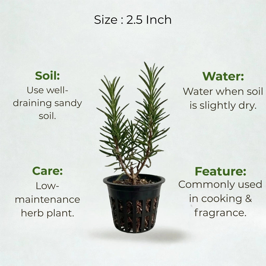Rosemary Plant Sapling (1pc)