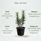 Rosemary Plant Sapling (1pc)