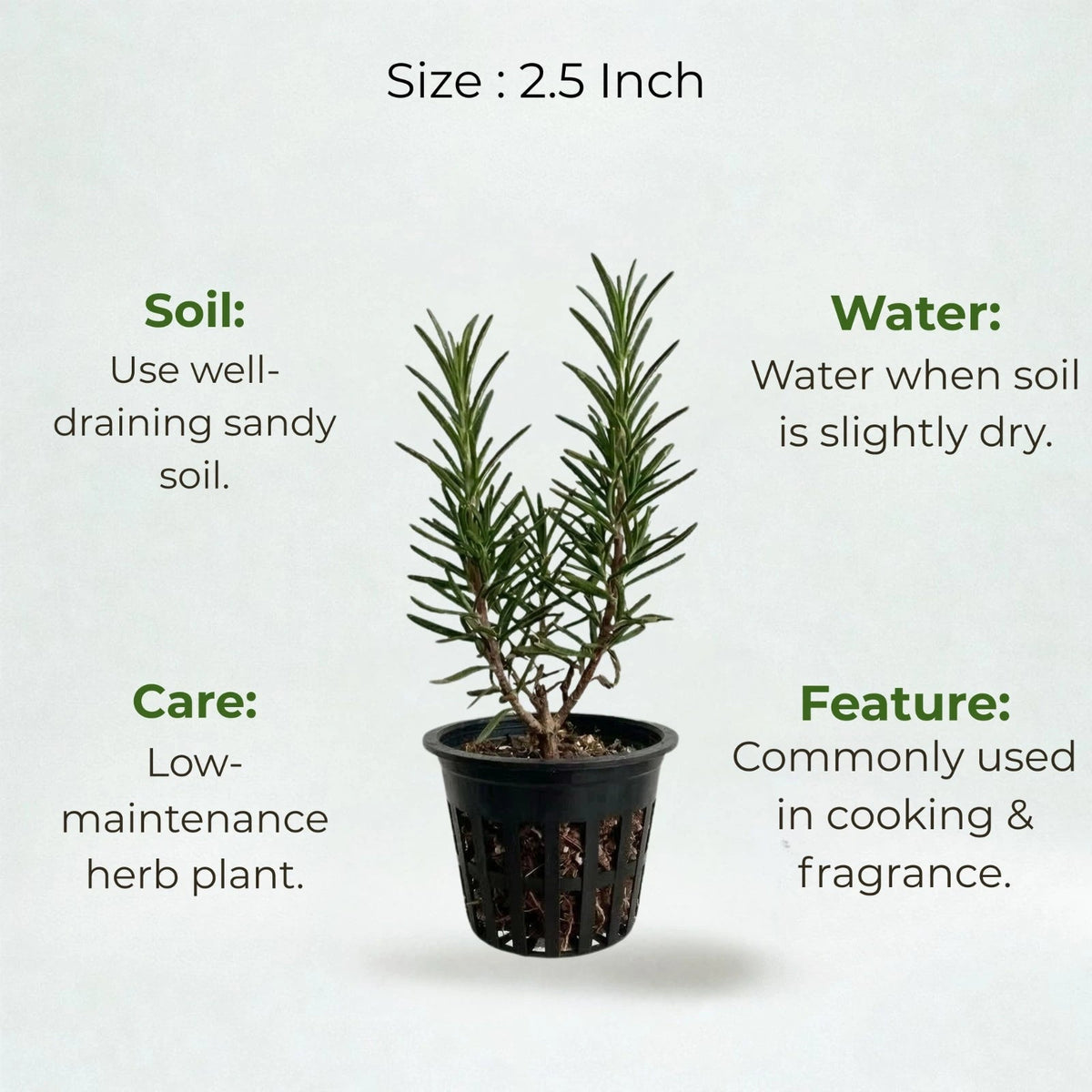 Rosemary Plant Sapling (1pc)