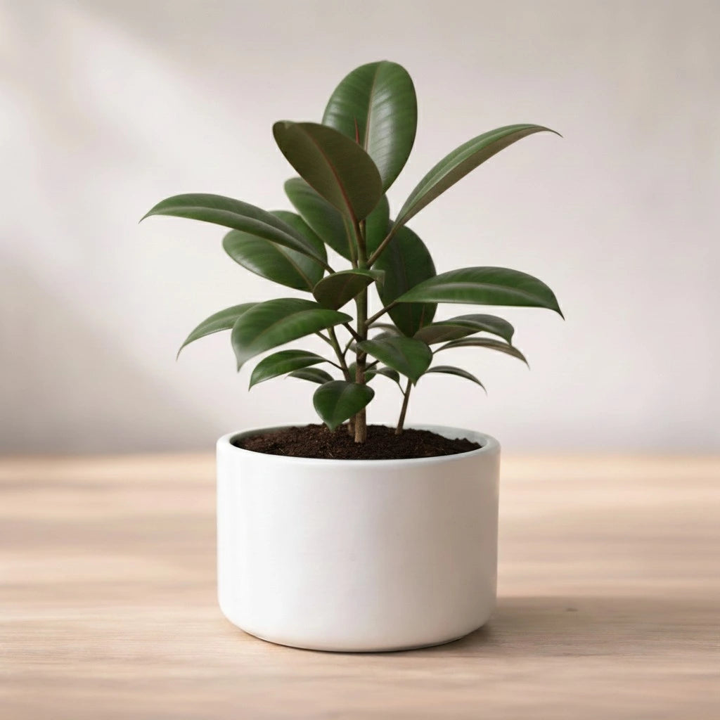 Rubber Plant Sapling (1pc)