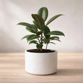 Rubber Plant Sapling (1pc)