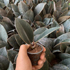 Rubber Plant Sapling (1pc)