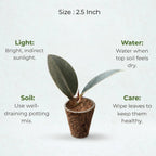 Rubber Plant Sapling (1pc)