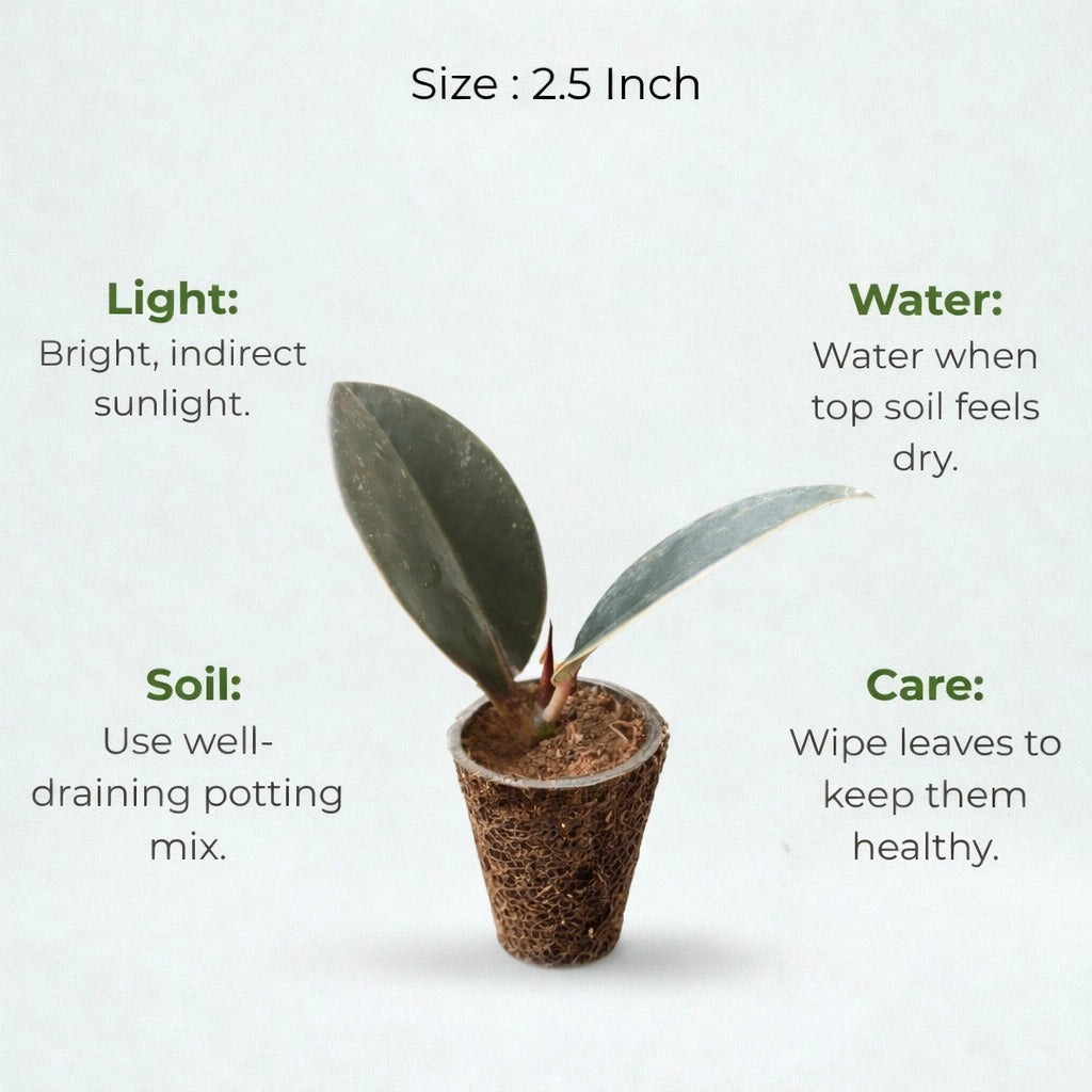Rubber Plant Sapling (1pc)