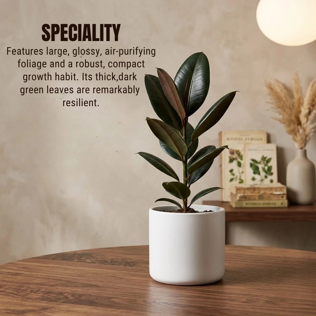 Rubber Plant Sapling (1pc)
