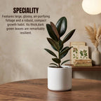 Rubber Plant Sapling (1pc)