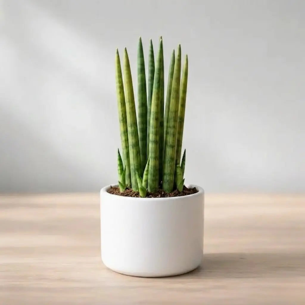 Sansevieria Bacularis Mikado Plant Sapling (1pc)