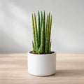 Sansevieria Bacularis Mikado Plant Sapling (1pc)