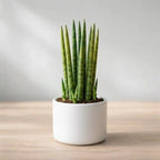 Sansevieria Bacularis Mikado Plant Sapling (1pc)