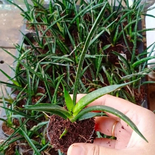 Sansevieria Bacularis Mikado Plant Sapling (1pc)