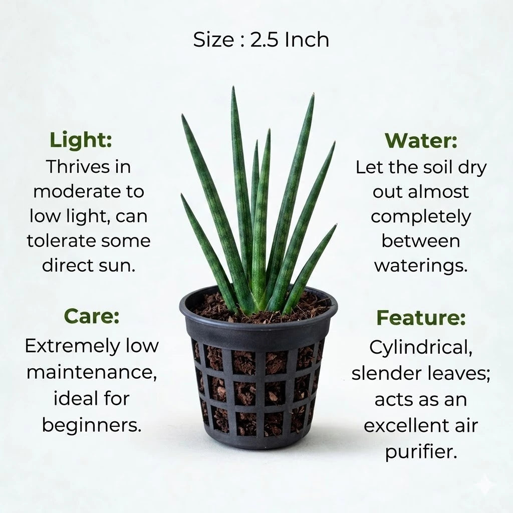 Sansevieria Bacularis Mikado Plant Sapling (1pc)