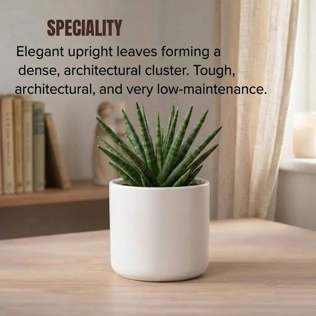 Sansevieria Bacularis Mikado Plant Sapling (1pc)