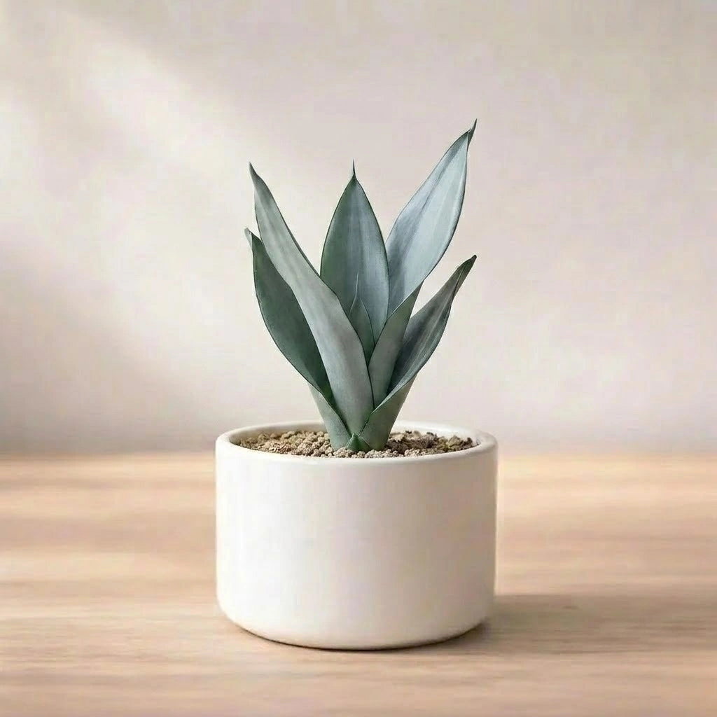 Sansevieria Silver Steel Plant Sapling (1Pc)