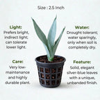 Sansevieria Silver Steel Plant Sapling (1Pc)