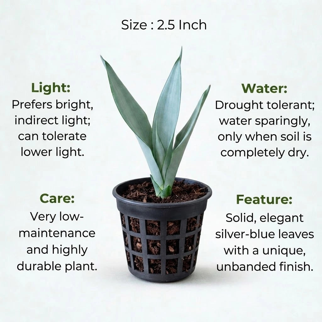 Sansevieria Silver Steel Plant Sapling (1Pc)