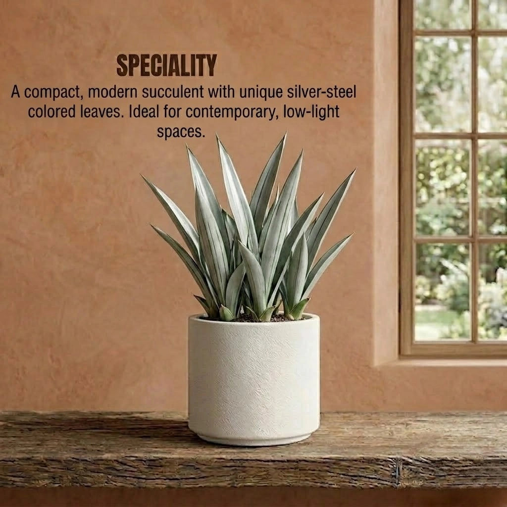 Sansevieria Silver Steel Plant Sapling (1Pc)