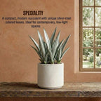 Sansevieria Silver Steel Plant Sapling (1Pc)