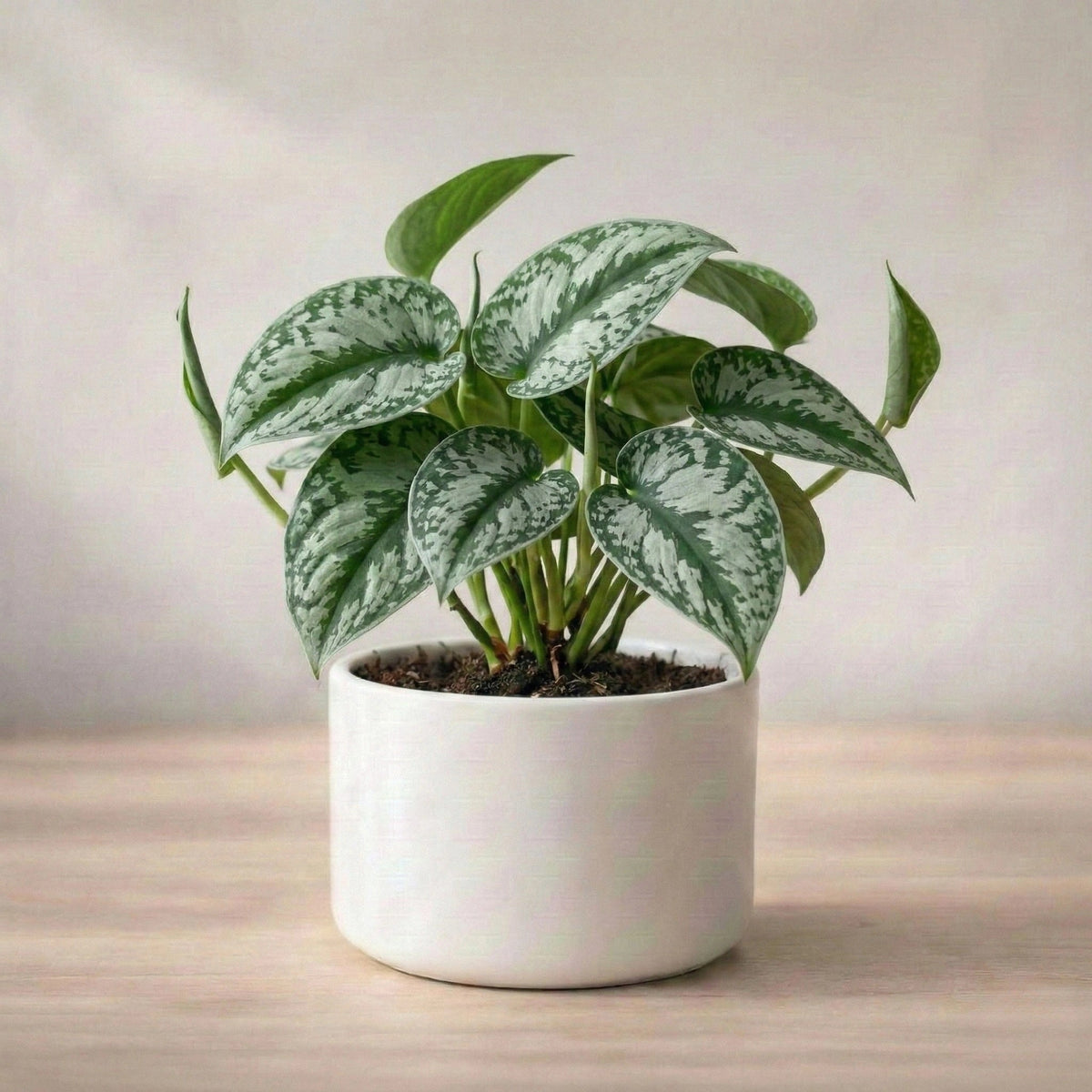 Silver Money Plant Sapling (1pc)