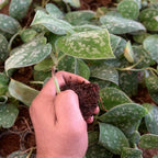 Silver Money Plant Sapling (1pc)