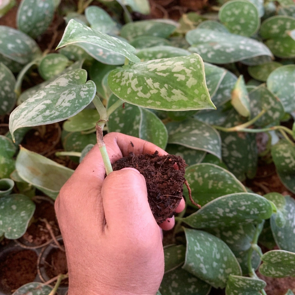 Silver Money Plant Sapling (1pc)