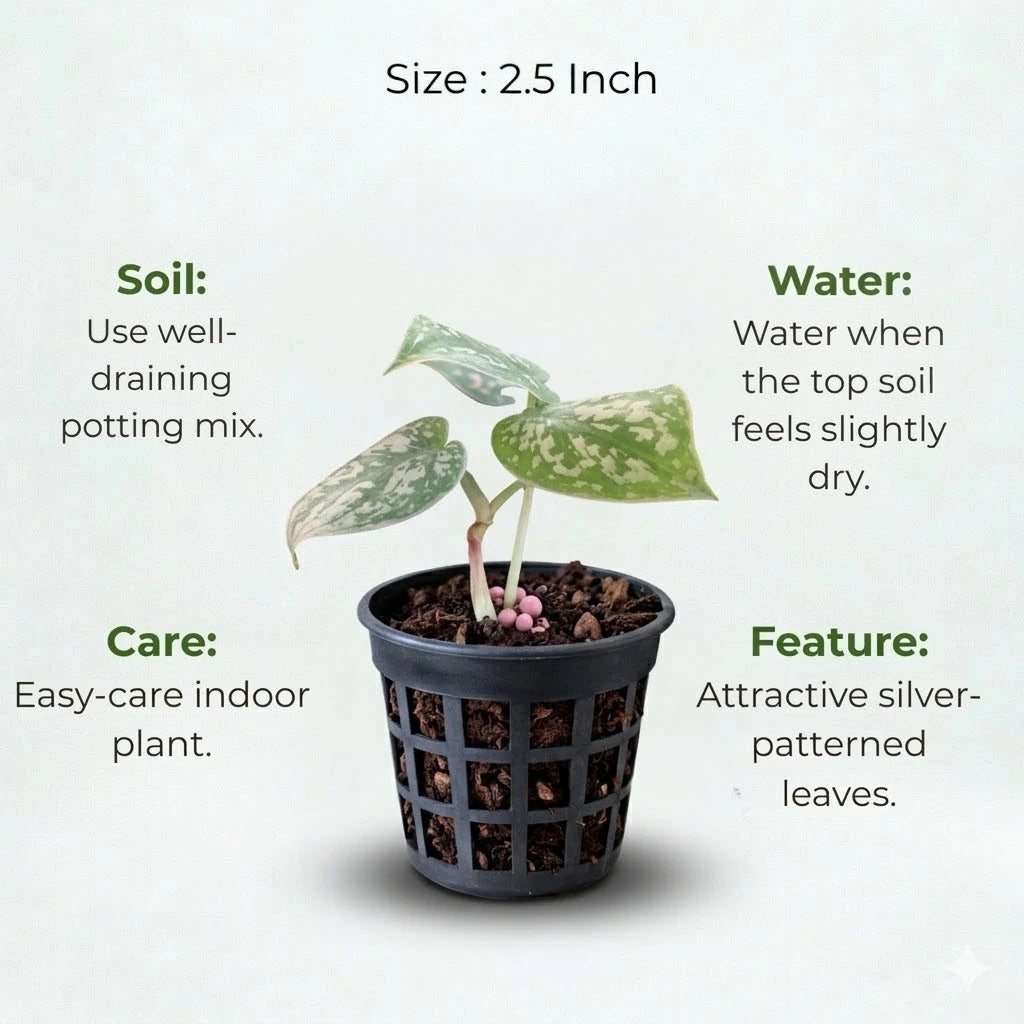 Silver Money Plant Sapling (1pc)