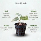 Silver Money Plant Sapling (1pc)
