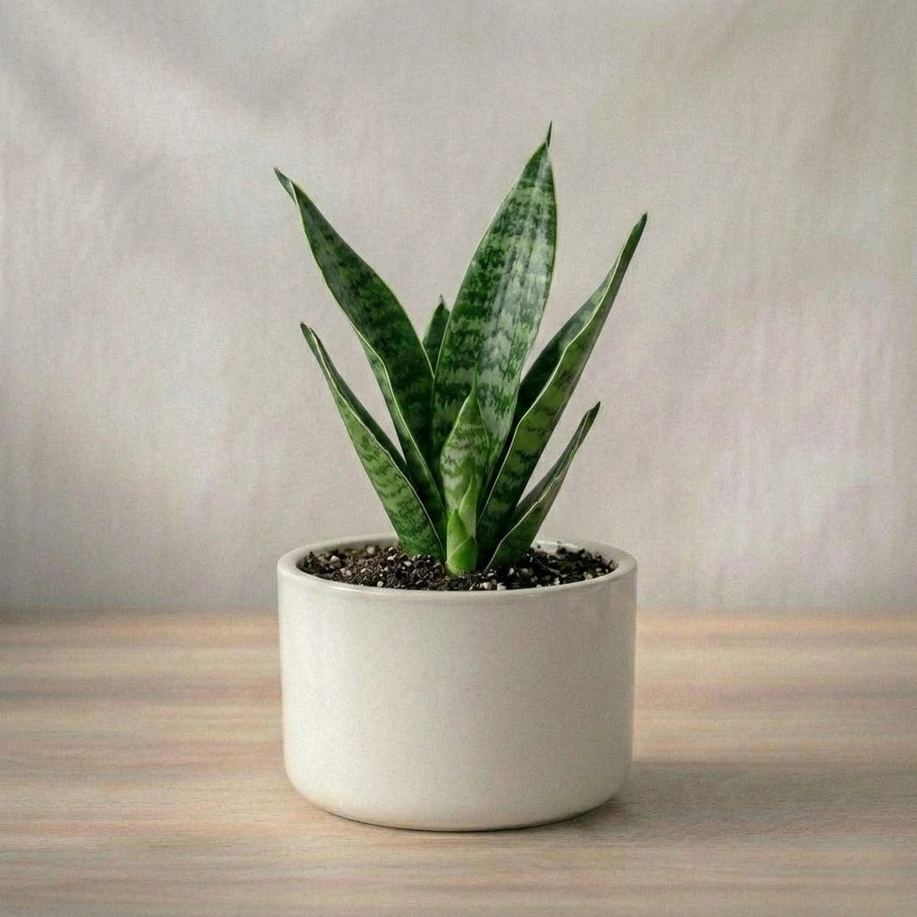 Snake Plant Sapling (1pc)