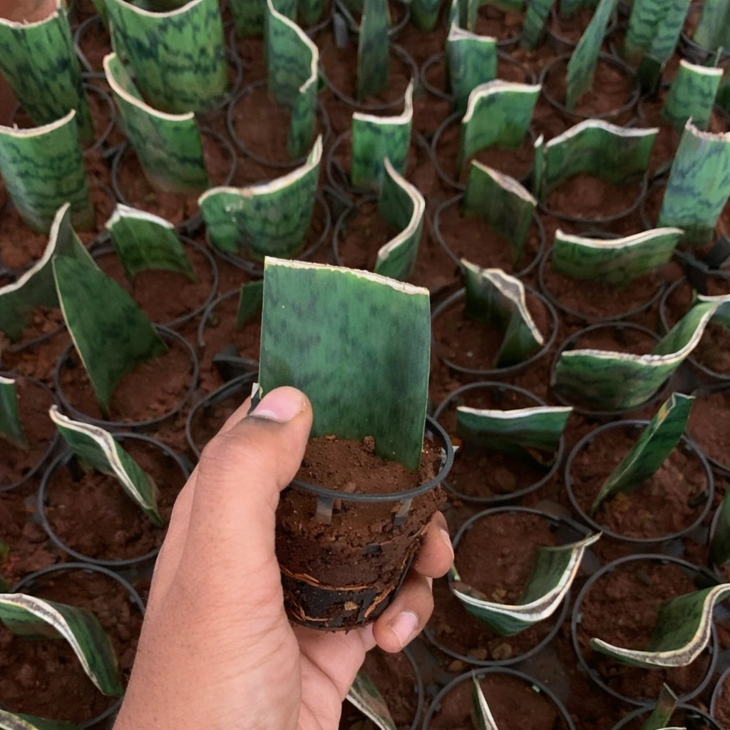 Snake Plant Sapling (1pc)