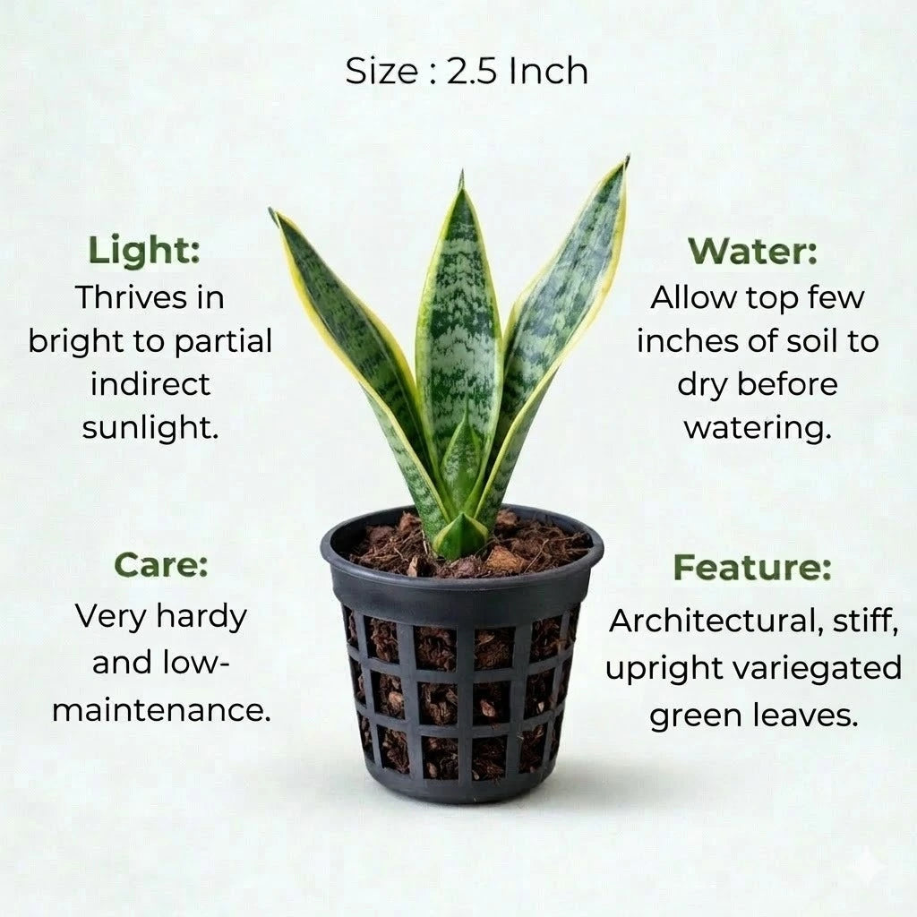 Snake Plant Sapling (1pc)