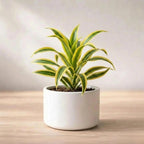 Song Of India Plant Sapling (1pc)