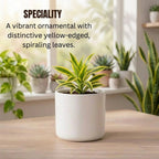 Song Of India Plant Sapling (1pc)