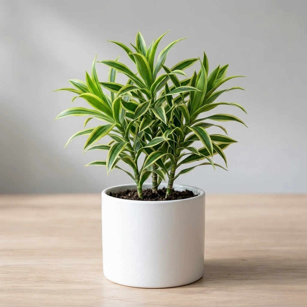 Song of Jamaica Plant Sapling(1Pc)
