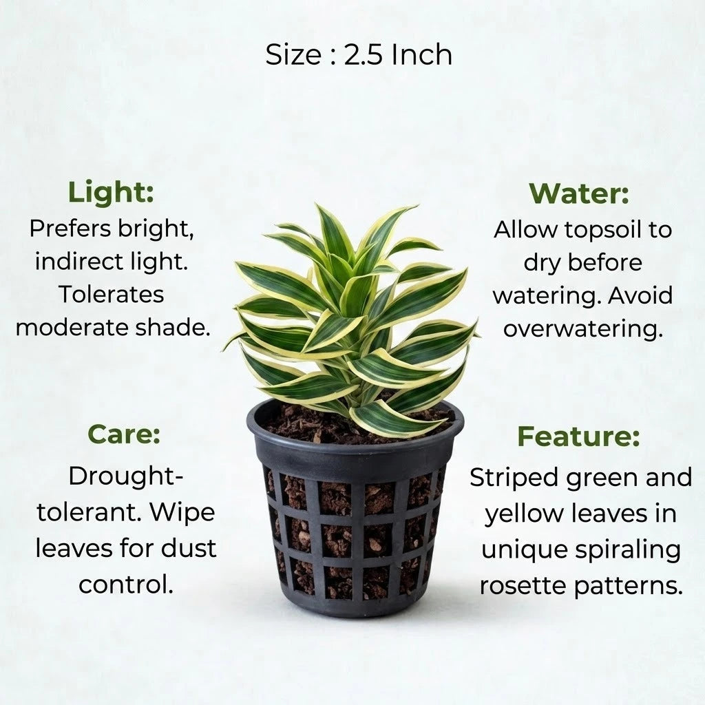 Song of Jamaica Plant Sapling(1Pc)