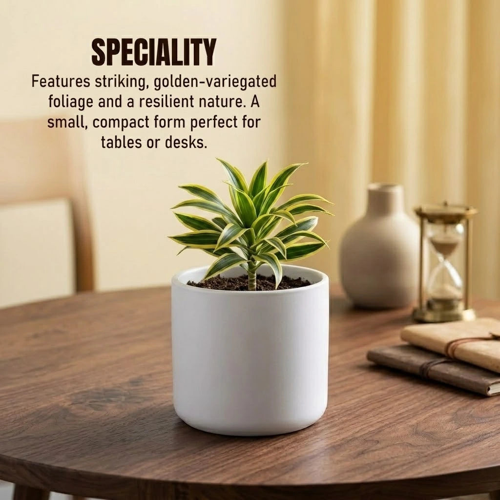 Song of Jamaica Plant Sapling(1Pc)