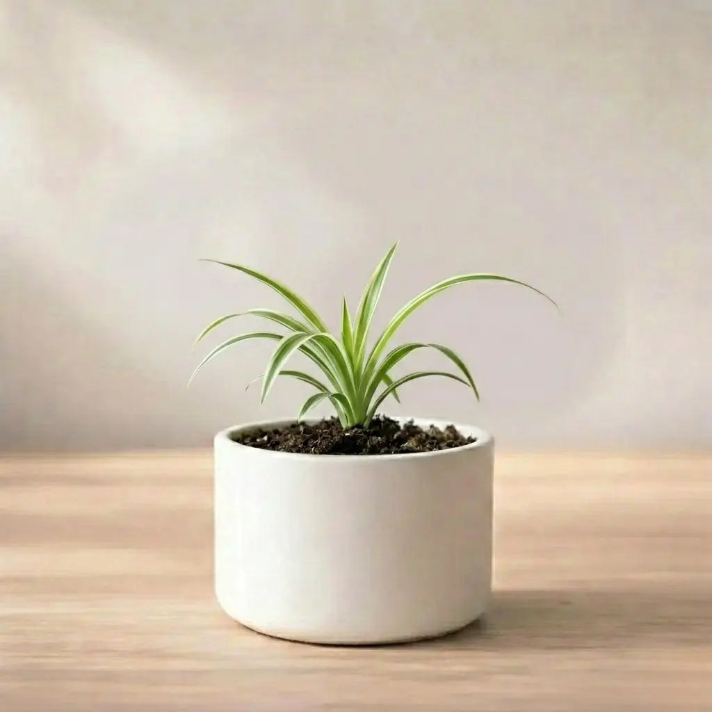 Spider Plant Sapling (1pc)