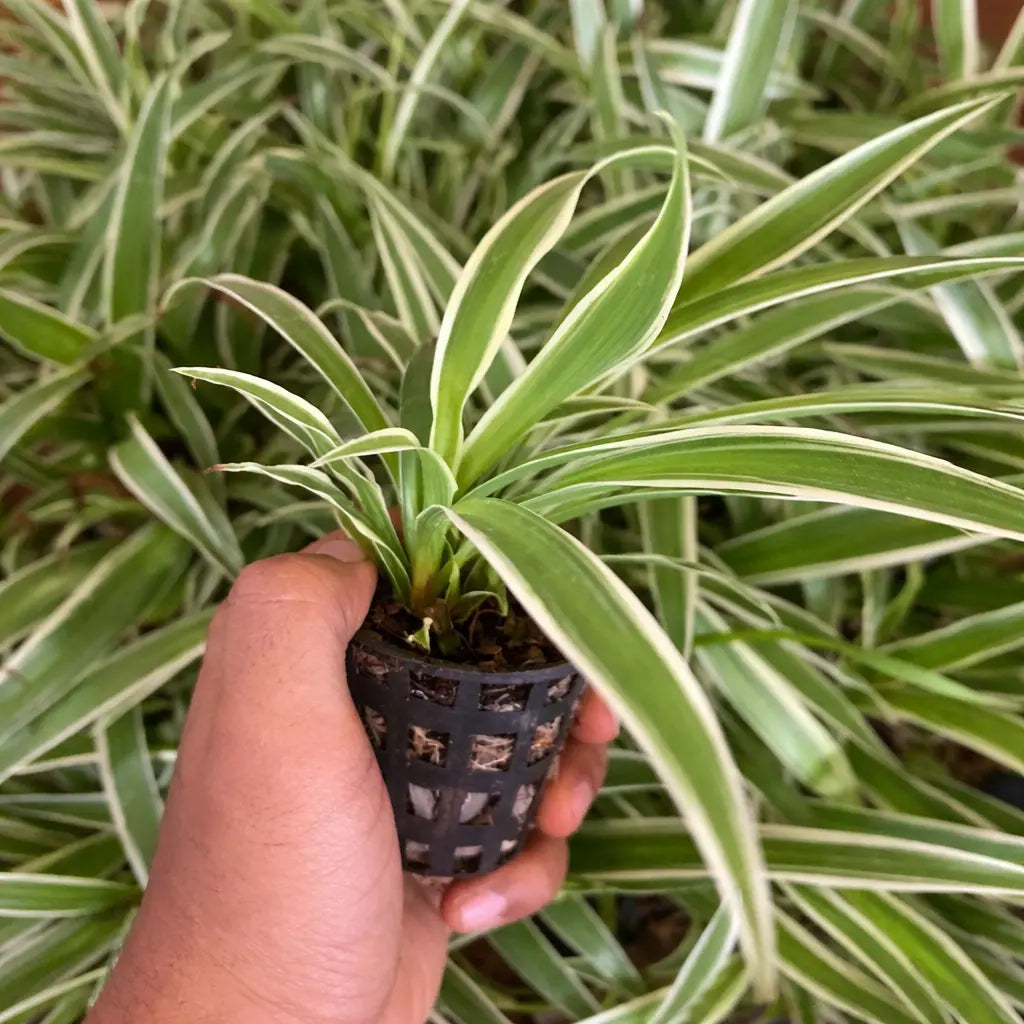 Spider Plant Sapling (1pc)
