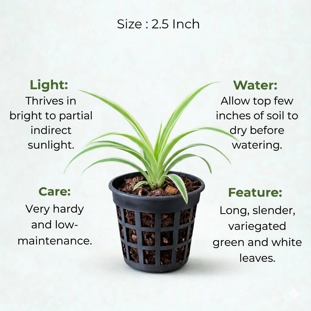 Spider Plant Sapling (1pc)